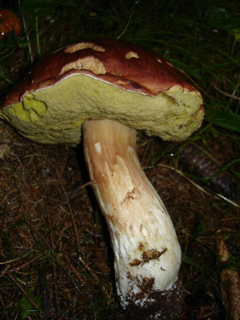 Boletus pinophilus